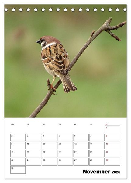 Produktbild: Amsel, Drossel, Fink und Star - beobachtet (Tischkalender 2026 DIN A5 hoch), CALVENDO Monatskalender