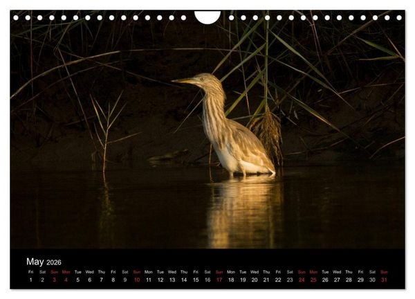 Produktbild: World of Heron (Wall Calendar 2026 DIN A4 landscape), CALVENDO 12 Month Wall Calendar