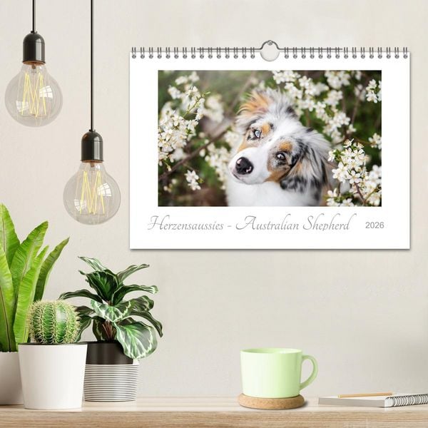 Produktbild: Herzensaussies - Australian Shepherd (Wandkalender 2026 DIN A4 quer), CALVENDO Monatskalender