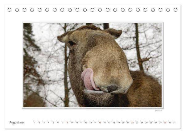 Produktbild: Emotionale Momente: Europ&auml;ischer Elch. (Tischkalender 2027 DIN A5 quer), CALVENDO Monatskalender