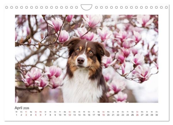 Produktbild: Herzensaussies - Australian Shepherd (Wandkalender 2026 DIN A4 quer), CALVENDO Monatskalender