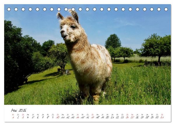Produktbild: DIE LAMAS VON DER LAHN (Tischkalender 2026 DIN A5 quer), CALVENDO Monatskalender