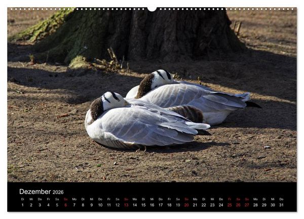 Produktbild: Welt der Tiere (Wandkalender 2026 DIN A2 quer), CALVENDO Monatskalender