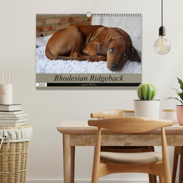 Produktbild: Rhodesian Ridgeback Augen-Blicke (Wandkalender 2026 DIN A3 quer), CALVENDO Monatskalender