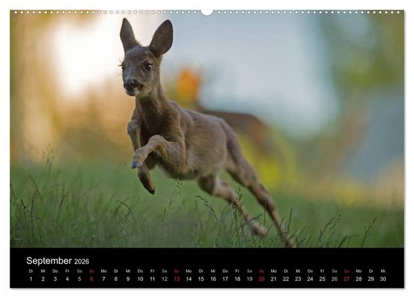Produktbild: Wilde Heimat (hochwertiger Premium Wandkalender 2026 DIN A2 quer), Kunstdruck in Hochglanz