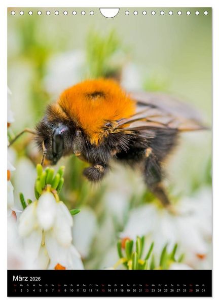 Produktbild: Bienen und Hummeln (Wandkalender 2026 DIN A4 hoch), CALVENDO Monatskalender