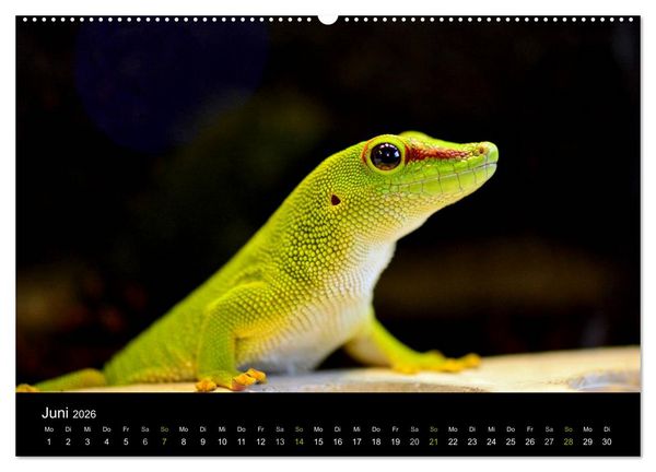Produktbild: Reptilien (hochwertiger Premium Wandkalender 2026 DIN A2 quer), Kunstdruck in Hochglanz