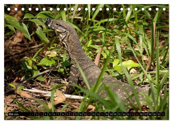 Produktbild: Die Tierwelt in Australien (Tischkalender 2026 DIN A5 quer), CALVENDO Monatskalender
