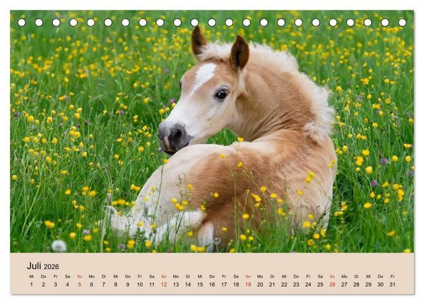 Produktbild: Haflinger Fohlen (Tischkalender 2026 DIN A5 quer), CALVENDO Monatskalender