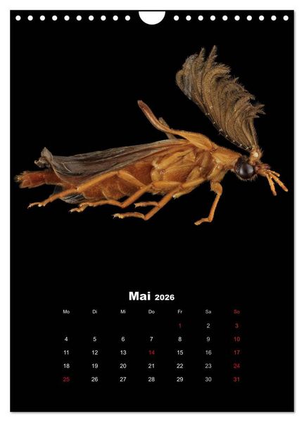 Produktbild: Schillernde Insektenwelt (Wandkalender 2026 DIN A4 hoch), CALVENDO Monatskalender