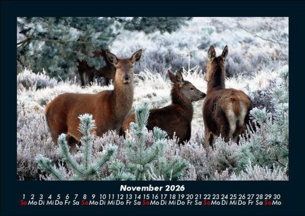 Produktbild: Der Tierkalender 2026 Fotokalender DIN A5
