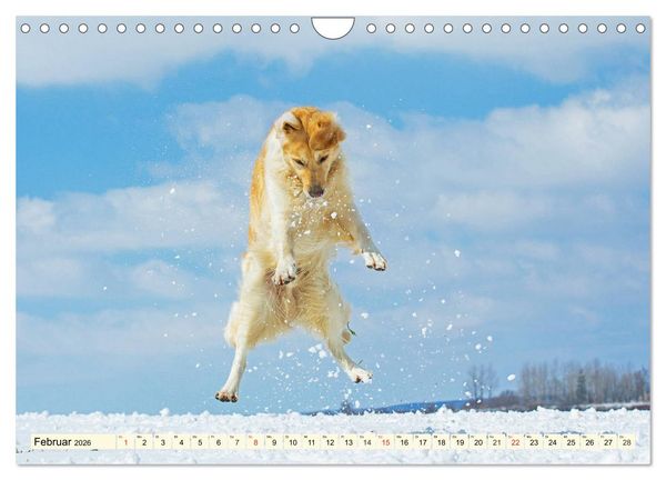 Produktbild: Golden Retriever - Freunde auf 4 Pfoten (Wandkalender 2026 DIN A4 quer), CALVENDO Monatskalender