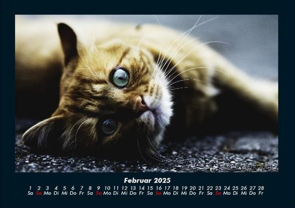 Produktbild: F&uuml;r Katzenfreunde 2025 Fotokalender DIN A4
