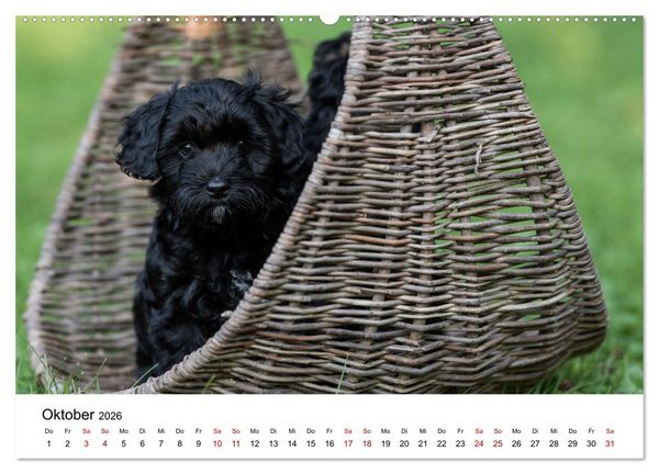 Produktbild: Maltipoo Welpen (hochwertiger Premium Wandkalender 2026 DIN A2 quer), Kunstdruck in Hochglanz