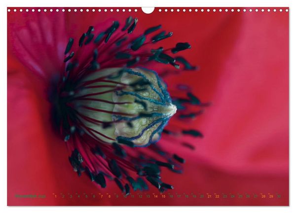 Produktbild: DEEP INSIDE - Bl&uuml;tenmakros (Wandkalender 2026 DIN A3 quer), CALVENDO Monatskalender