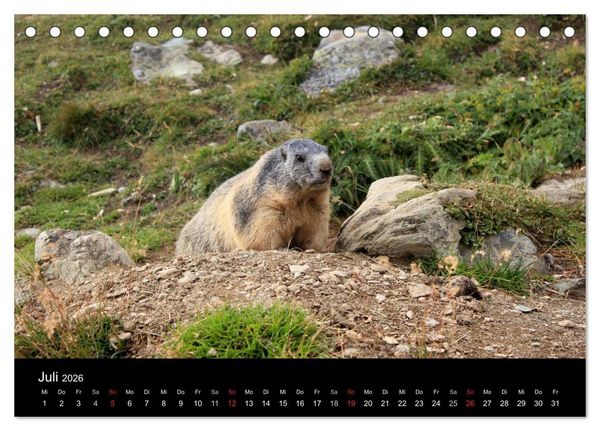 Produktbild: Murmeltiere (Tischkalender 2026 DIN A5 quer), CALVENDO Monatskalender