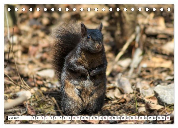 Produktbild: Eichh&ouml;rnchen - Kleine Tiere mit gro&szlig;em Charakter (Tischkalender 2027 DIN A5 quer), CALVENDO Monatskalender