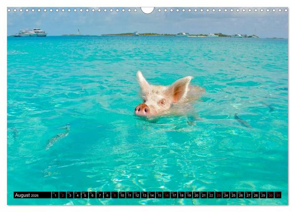 Produktbild: The Swimming Pigs of Bahamas (Wall Calendar 2026 DIN A3 landscape), CALVENDO 12 Month Wall Calendar