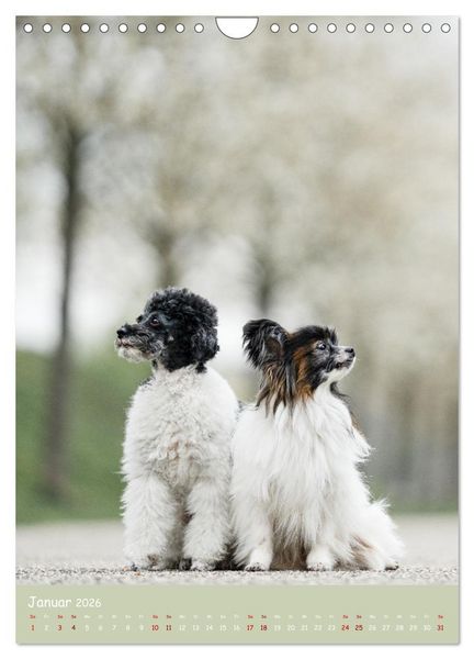 Produktbild: Flora Canidae - der Hunde-Bl&uuml;hpflanzen-Kalender (Wandkalender 2026 DIN A4 hoch), CALVENDO Monatskalender