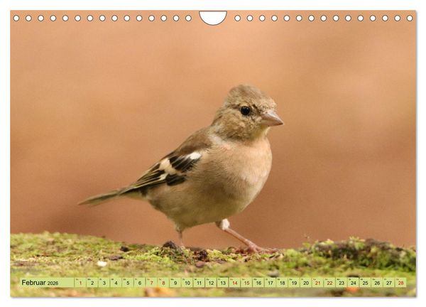 Produktbild: Heimische V&ouml;gel - Im Wald, im Garten und auf der Wiese (Wandkalender 2026 DIN A4 quer), CALVENDO Monatskalender