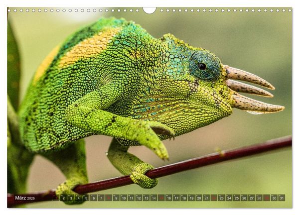 Produktbild: blick kontakt mit tieren im &ouml;stlichen und s&uuml;dlichen afrika (Wandkalender 2026 DIN A3 quer), CALVENDO Monatskalender