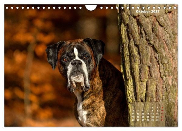 Produktbild: Einmal Boxer - immer Boxer (Wandkalender 2027 DIN A4 quer), CALVENDO Monatskalender