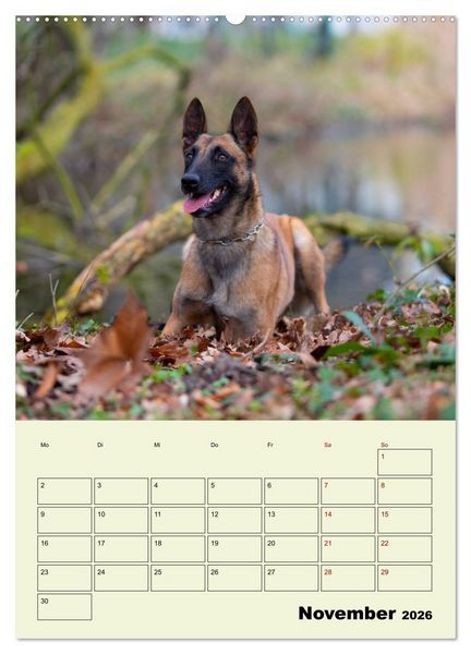 Produktbild: Malinois verl&auml;ssliche Begleiter (hochwertiger Premium Wandkalender 2026 DIN A2 hoch), Kunstdruck in Hochglanz