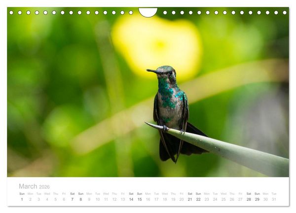 Produktbild: Curacao - Tropical Island (Wall Calendar 2026 DIN A4 landscape), CALVENDO 12 Month Wall Calendar