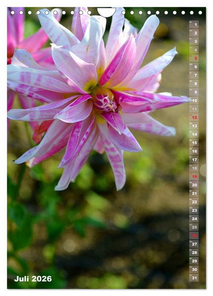 Produktbild: Dahlien - Bl&uuml;tentr&auml;ume (Wandkalender 2026 DIN A4 hoch), CALVENDO Monatskalender