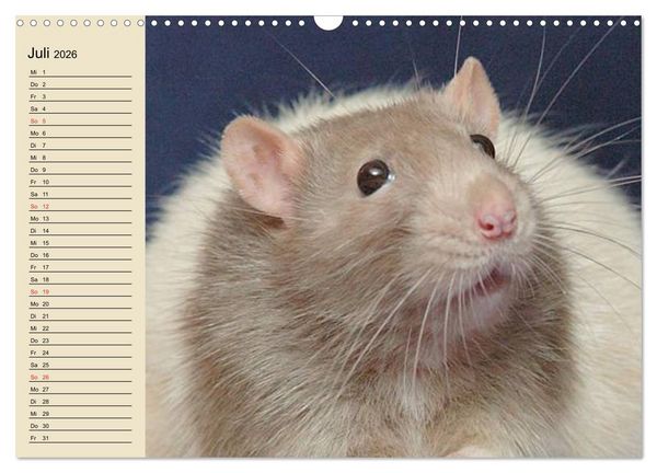 Produktbild: Ratten. Gelehrige Haustiere (Wandkalender 2026 DIN A3 quer), CALVENDO Monatskalender