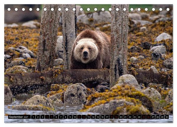 Produktbild: Grizzlys und Geisterb&auml;ren - Glendale Cove, Kanada (Tischkalender 2027 DIN A5 quer), CALVENDO Monatskalender