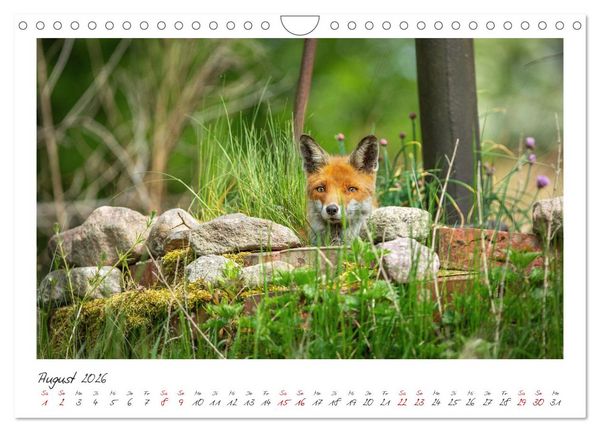 Produktbild: F&uuml;chse - zauberhafte Seelen (Wandkalender 2026 DIN A4 quer), CALVENDO Monatskalender