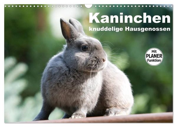 Produktbild: Kaninchen - knuddelige Hausgenossen (Wandkalender 2027 DIN A3 quer), CALVENDO Monatskalender