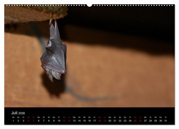 Produktbild: Flederm&auml;use - J&auml;ger der Nacht (hochwertiger Premium Wandkalender 2026 DIN A2 quer), Kunstdruck in Hochglanz