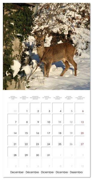 Produktbild: WILD GARDEN ANIMALS (Wall Calendar 2026 12 &times; 12 Inch) CALVENDO 12 Month Wall Calendar