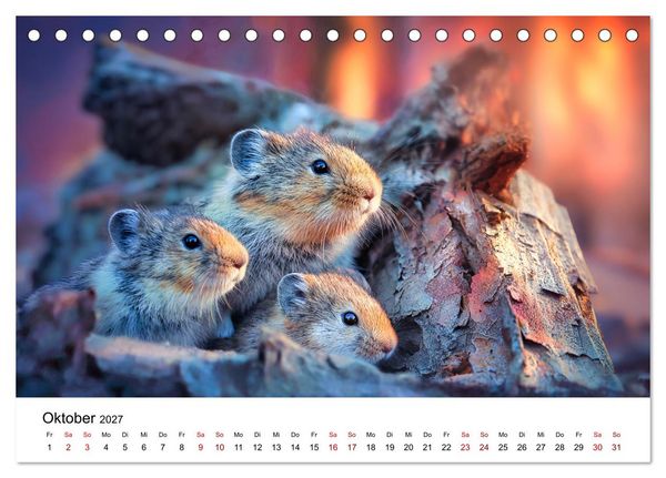 Produktbild: Lemminge - Kleine Helden der Tundra (Tischkalender 2027 DIN A5 quer), CALVENDO Monatskalender