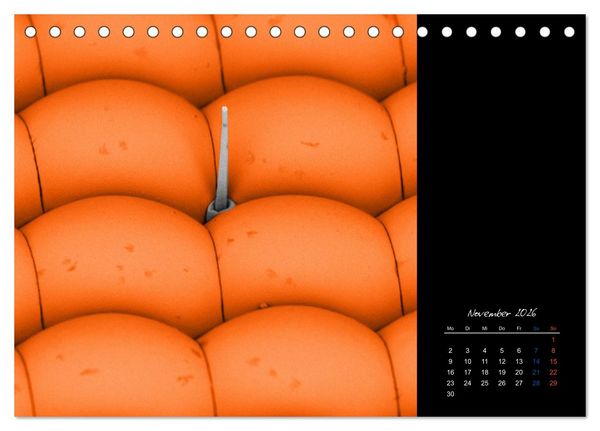 Produktbild: strucTEMs Mikrowelt - Winzige Nachbarn ganz gro&szlig; (Tischkalender 2026 DIN A5 quer), CALVENDO Monatskalender