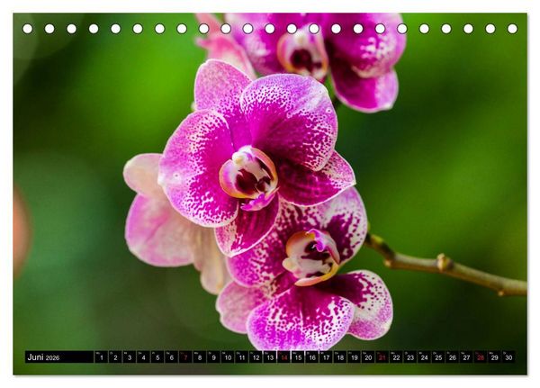 Produktbild: Kleine Blumen ganz gro&szlig; (Tischkalender 2026 DIN A5 quer), CALVENDO Monatskalender