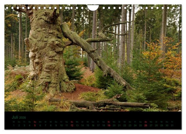 Produktbild: Baumgefl&uuml;ster (Wandkalender 2026 DIN A4 quer), CALVENDO Monatskalender