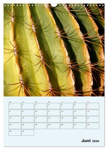 Produktbild: Wehrhafte Sukkulenten (Wandkalender 2026 DIN A3 hoch), CALVENDO Monatskalender