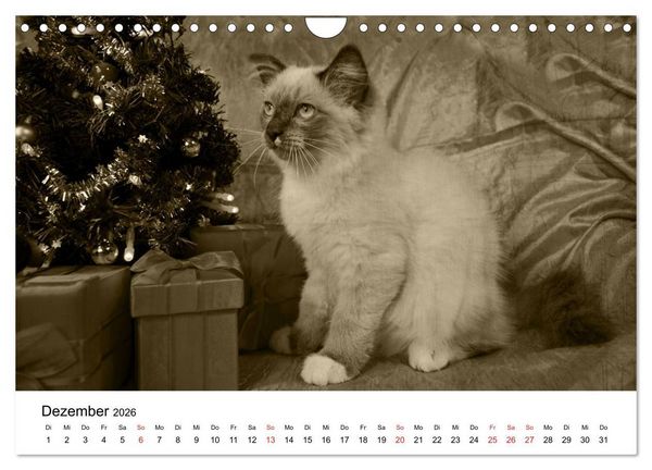 Produktbild: Oma's Katzenkalender 2026 (Wandkalender 2026 DIN A4 quer), CALVENDO Monatskalender