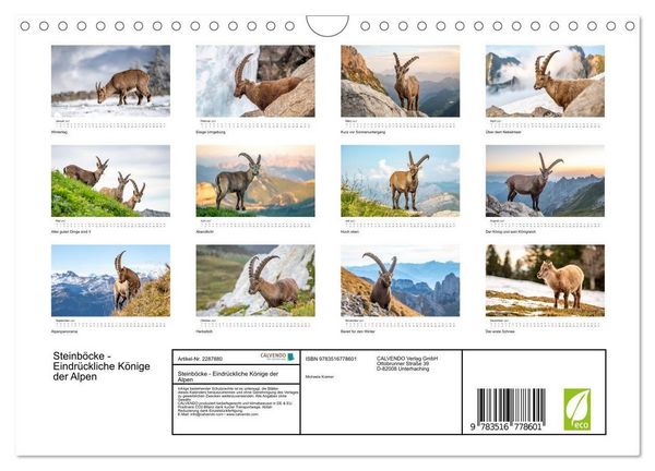 Produktbild: Steinb&ouml;cke - Eindr&uuml;ckliche K&ouml;nige der Alpen (Wandkalender 2027 DIN A4 quer), CALVENDO Monatskalender