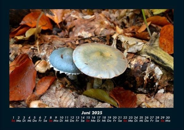 Produktbild: Pilzkalender 2025 Fotokalender DIN A4