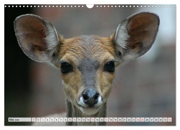 Produktbild: Wildtiere. Heimische Sch&ouml;nheiten (Wandkalender 2026 DIN A3 quer), CALVENDO Monatskalender