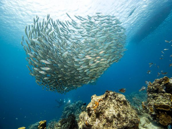 Produktbild: CALVENDO Puzzle Fischball - Playa Piskado - Cura&ccedil;ao | 1000 Teile Lege-Gr&ouml;&szlig;e 64x48cm Foto-Puzzle f&uuml;r gl&uuml;ckliche Stunden