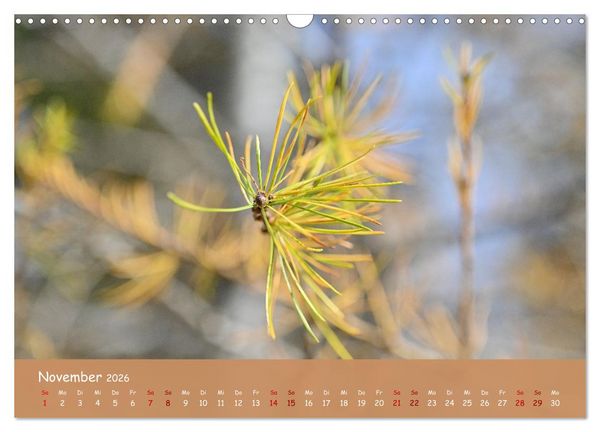 Produktbild: Der Zauber steckt immer im Detail (Wandkalender 2026 DIN A3 quer), CALVENDO Monatskalender