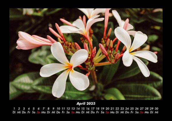 Produktbild: Blumentr&auml;ume 2025 Fotokalender DIN A3