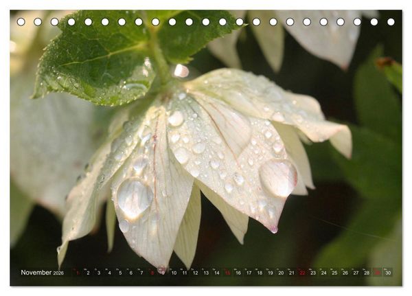Produktbild: Christrosen (Tischkalender 2026 DIN A5 quer), CALVENDO Monatskalender
