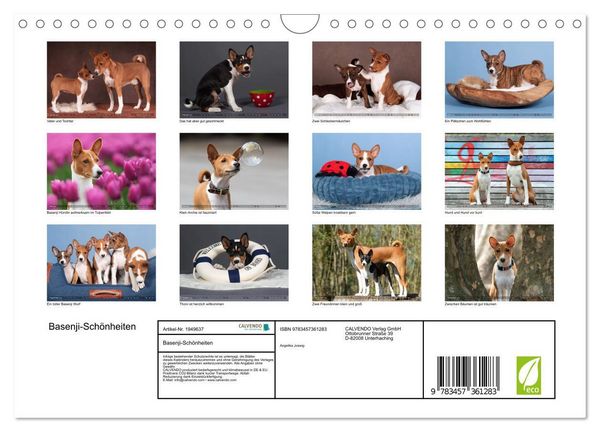 Produktbild: Basenji-Sch&ouml;nheiten (Wandkalender 2026 DIN A4 quer), CALVENDO Monatskalender