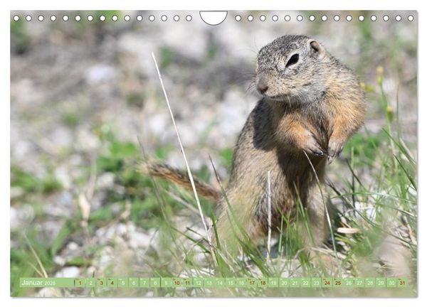 Produktbild: Ziesel im Burgenland (Wandkalender 2026 DIN A4 quer), CALVENDO Monatskalender